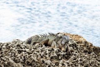 Iguane Plantation : appartements de vacances en Guadeloupe