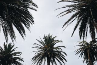 L’Îlot Palmiers Guadeloupe : piscine et détente tropicale