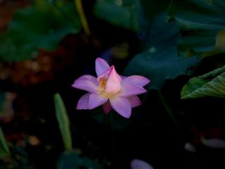 Villa Fleur de Lotus Guadeloupe : hébergement zen