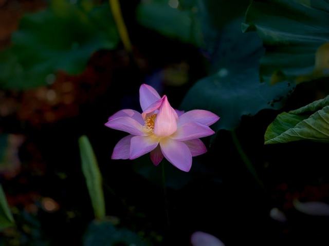 Villa Fleur de Lotus, un séjour zen en Guadeloupe