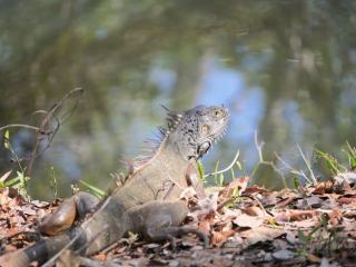 Villa Iguane Guadeloupe : location à Saint-François